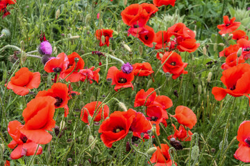Nice colorful red poppy field in spring. High quality photo