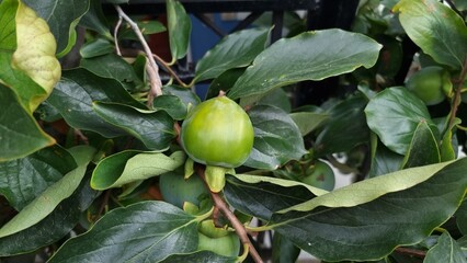 Green persimmon grows on a tree. Exotic fruits.