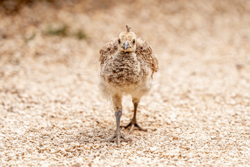 Little cute baby chick peacock on lokrum island Croatia