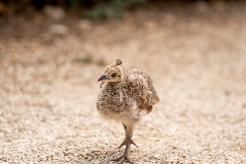 Little cute baby chick peacock on lokrum island Croatia