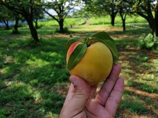 Percoca appena raccolta dal frutteto di percoche