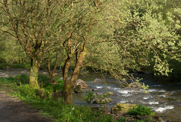 Fototapeta na wymiar Exmoor river and trees in spring sunshine 