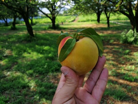 Percoca appena raccolta dal frutteto di percoche
