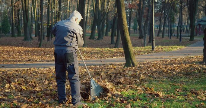 Caucasian grey haired man in overalls and gloves using rake for cleaning city park from dry autumn leaves. Working process at city area.