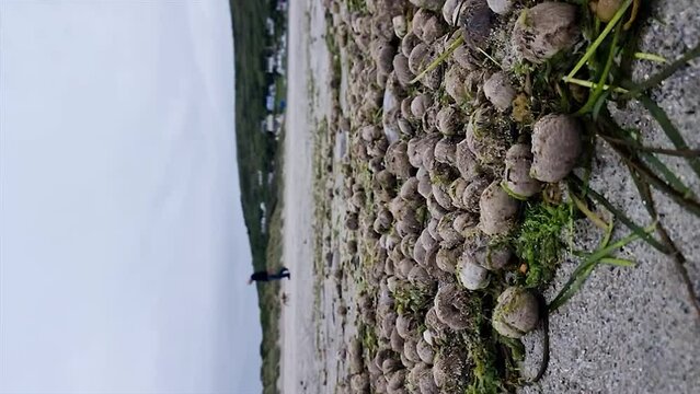 Lots of sea urchins on a beach in County Donegal, Ireland