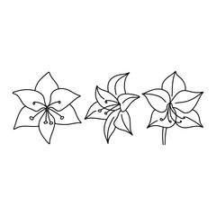 Amaryllis flower doodle set. Isolated vector botanical illustration - obrazy, fototapety, plakaty