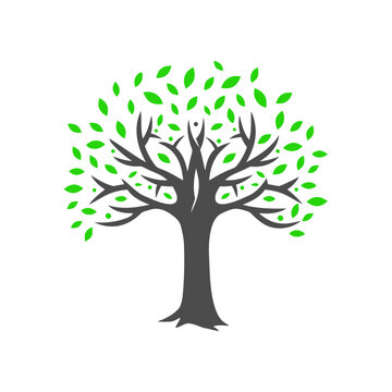 Tree Icon PNG Images, Vectors