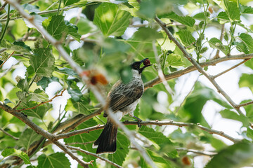 The Sooty-Headed Bulbul bird is a member of the Pycnonotidae family perches on the tree and eats Morus or Mulberry fruit
