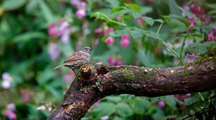 Dunnock feeding in the woods