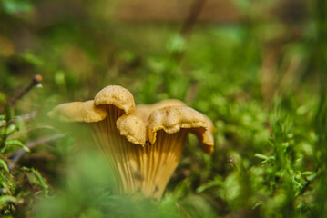 CHANTERELLES - Tasty mushrooms grow hidden in the moss
