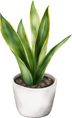 Obraz premium Snake Plant Sansivieria Dracaena trifasciata in White Pot Isolated Hand Drawn Watercolor Painting Illustration