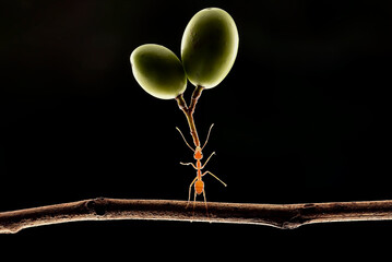 Ants carry fruit that is bigger than their bodies