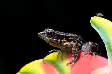 The stripped stream frog perched on a leaf