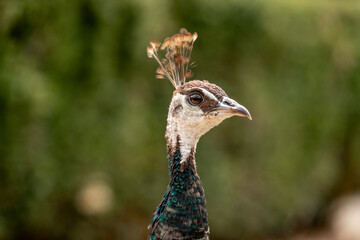 Female peacock portrait lokrum island