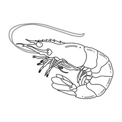illustration of a shrimp 