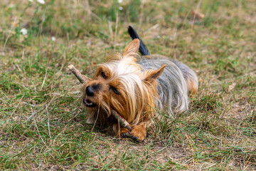 Australian Silky Terrier is lying outside in the meadow and playing with a piece of stick. Dog biting a piece of wood.