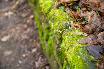 Close-up of moss and foliage on a rock