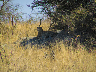 wild ounce in kruger park