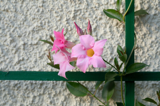 Rosa Dipladenia (Mandevilla) an gr&uuml;ner Rankhilfe
