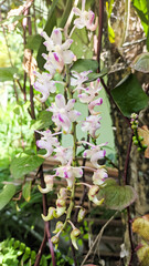 Pink flowers bloom in the summer of Indonesia