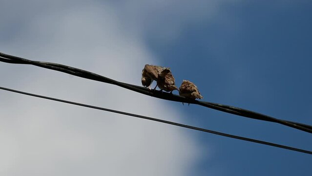 Three sparrow bird is preening while sunbathing on the power line cable