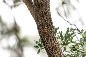 chikada bug insect sitting in tree