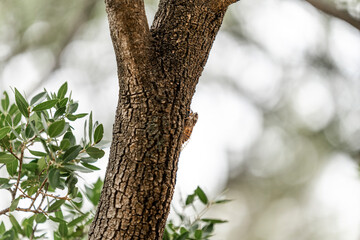 chikada bug insect sitting in tree