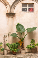 Fototapeta na wymiar Plant against old wall tropical plant in Dubrovnik