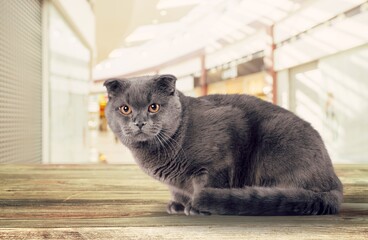Cute domestic cat posing on background