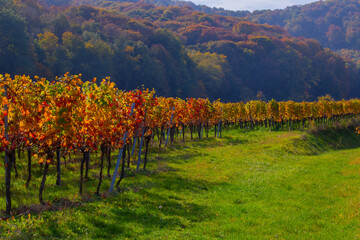 Weinberge Reben 