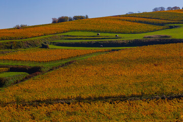 Weinberge Reben 