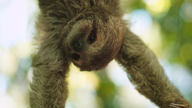 Beautiful close-up portrait of a baby sloth in a tree in Costa Rica in broad daylight. The shot is in slow motion and is a close-up.