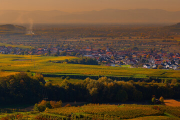 Weinberge Reben 