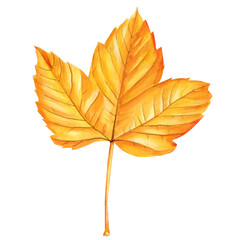 Autumn yellow maple leaf on isolated white background, watercolor botanical illustration