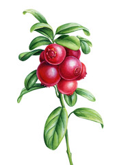 Cowberry, foxberry, lingonberry. Branch with berries and leaves on isolated white background, watercolor botanical illustration