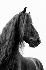 Friesian horse. Breed of horse originating in Friesland in the Netherlands. They are graceful, elegant  and sport luxurious manes and tails.