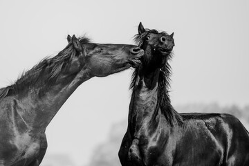 Friesian horse. Breed of horse originating in Friesland in the Netherlands. They are both elegant and powerful and sport luxurious manes and tails. - obrazy, fototapety, plakaty