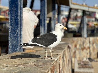 seagull on pier