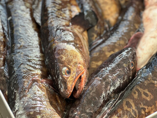 fresh fish on the market