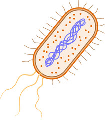 Bacterial cell on a white background.
