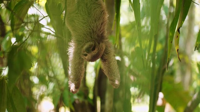 Beautiful close-up portrait of a baby sloth in a tree in Costa Rica in broad daylight. The shot is in slow motion and is a close-up.