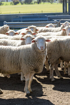 White woolly rams in a pen