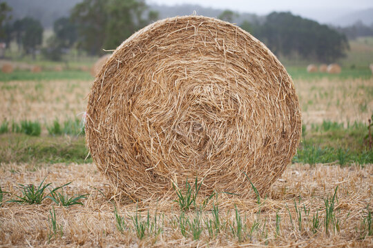 Close up of a round bale of hay in a paddock