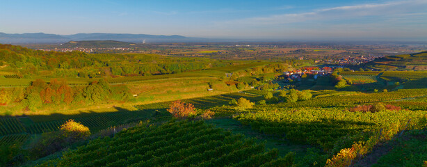 Weinberge Reben 
