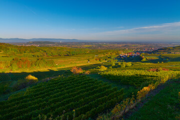 Weinberge Reben 