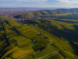 Weinberge Reben 