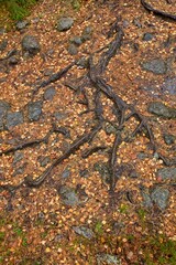 Tree roots and stones in autumn with leaves covering the ground.