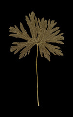 Beautiful and Photorealistic Green Leaf Isolated on Black Background