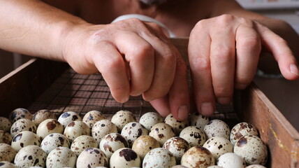 male hands laying spotted brown quail eggs into the substrate of a home incubator, close-up, home breeding of quails from hatching eggs, laying out a poultry egg on the lattice of incubation equipment - obrazy, fototapety, plakaty