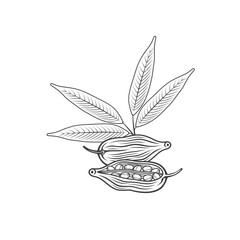 illustration of cardamom, spice, vector art.